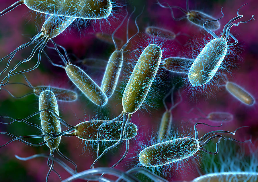 How Does Bacteria Cause Disease 